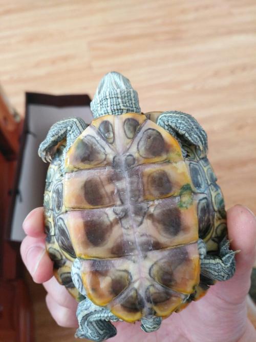 乌龟死后埋多久会腐烂