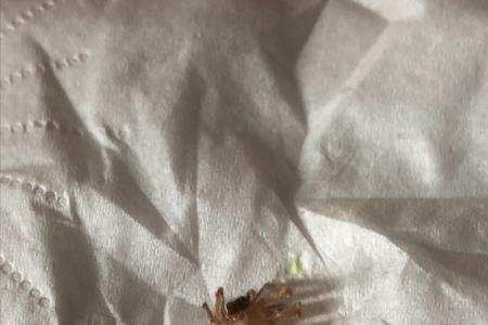 为什么蜘蛛喜欢在床底下