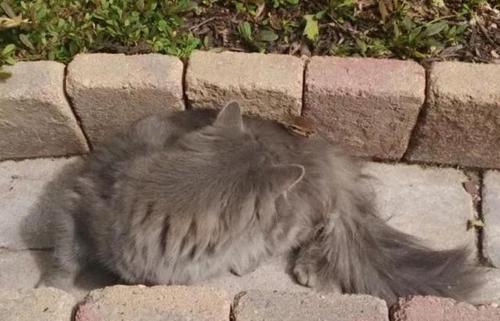 猫出去好几天不回家是为什么