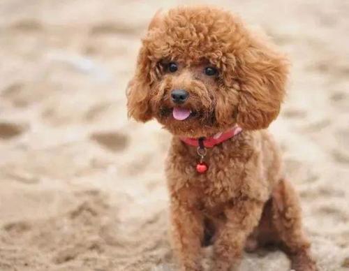 泰迪养了5年不能养了怎么办