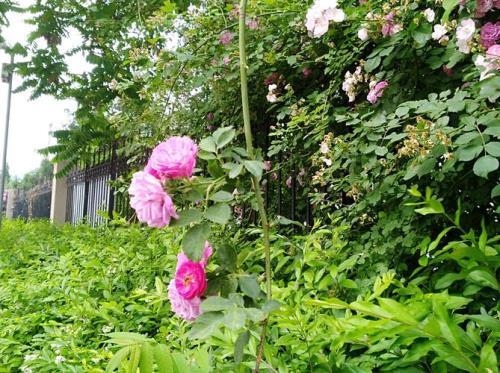 五月怎么形容比较文雅