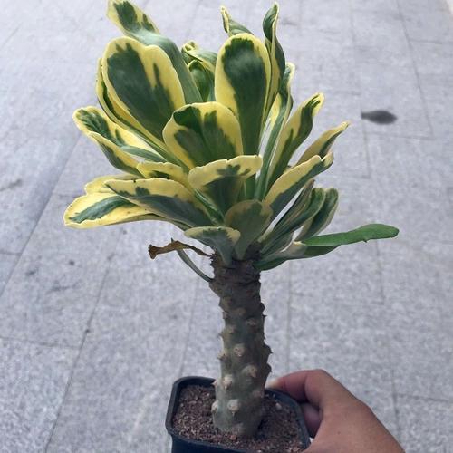 扇贝麒麟锦的繁殖方法