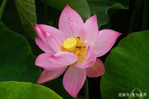 荷花课文怒放和开放的意思