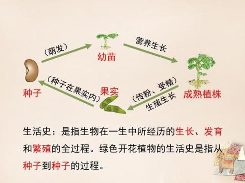 种子是不是生物
