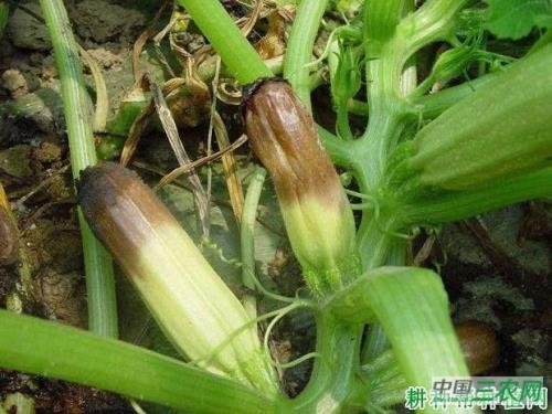 西葫芦里面发黄了还能吃吗
