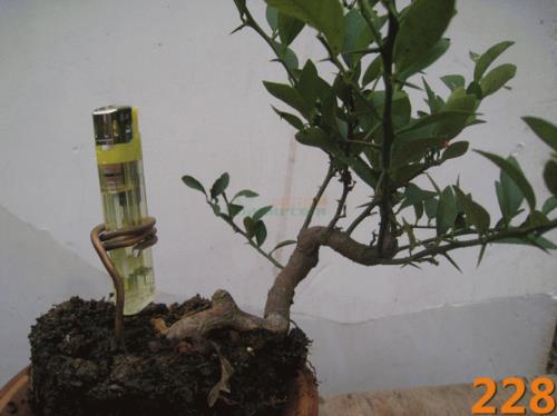 金豆播种催芽方法