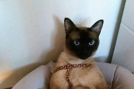 长腿猫咪不会站立吗