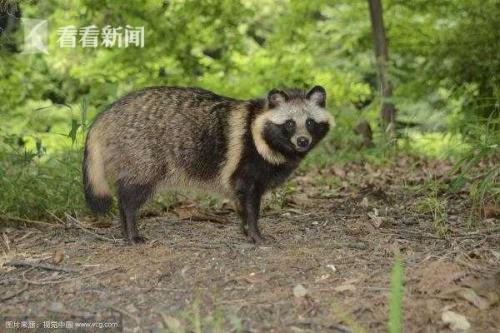 浣熊毛染上了84怎么办