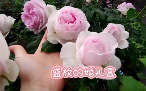 婚礼盒子月季优缺点