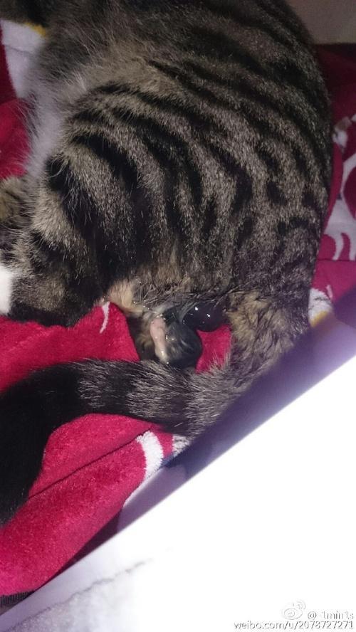 我家的母猫生了小猫找不到了