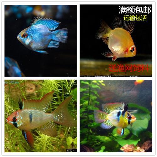 阿凡达鱼缩尾怎么办