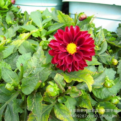 小丽花种子采摘后可直接播种吗