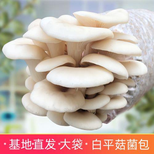 白平菇生长过程