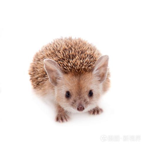 白色刺猬是什么品种