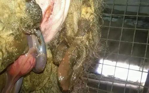 母羊脱宫如何接生