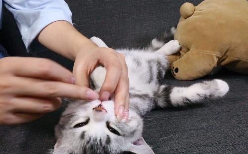如何给猫咪喂药