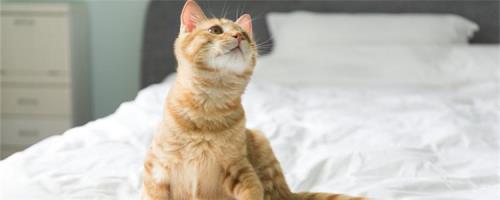 猫可以提脖子吗