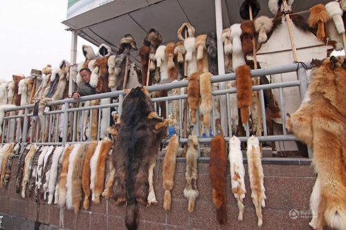 传说动物毛皮丢了怎么办