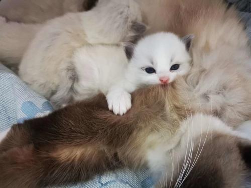 布偶猫多大不能生育