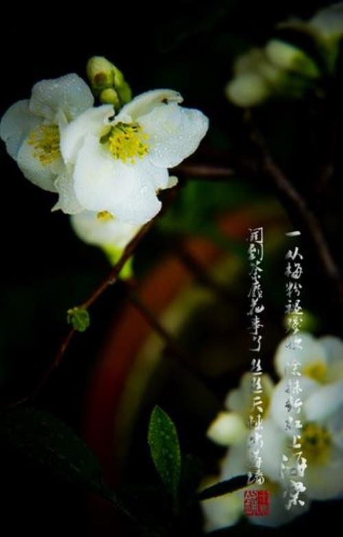咏白海棠诗六首