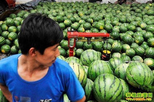 几月开始卖西瓜