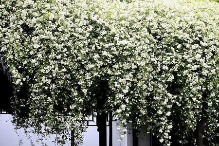 白雪蔓种植方法
