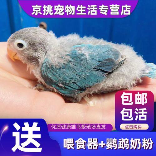 20天的虎皮鹦鹉喂多少毫升奶粉
