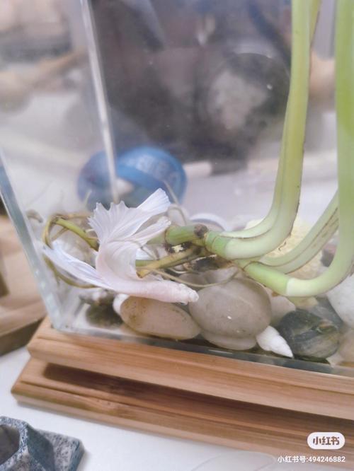 斗鱼喜欢钻洞吗