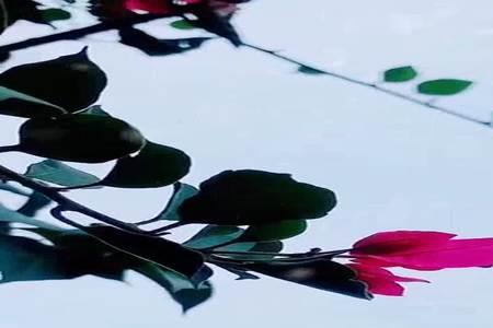 情意结这首歌表达了什么感情