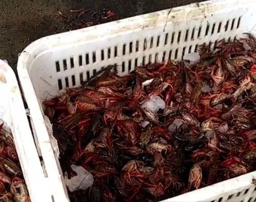 龙虾加水用泡沫箱盖住会死吗