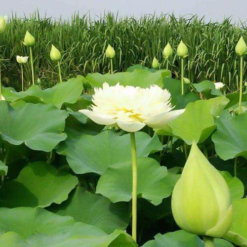荷花是什么气候型花卉