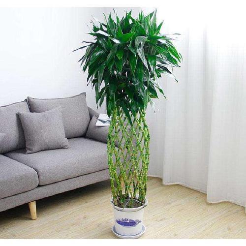 买什么花可以爬到笼子上