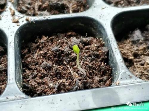 仙客来种子催芽温度