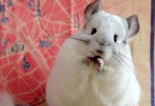 龙猫为什么总想越狱