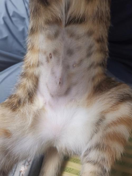 有哪些猫一看就是母猫