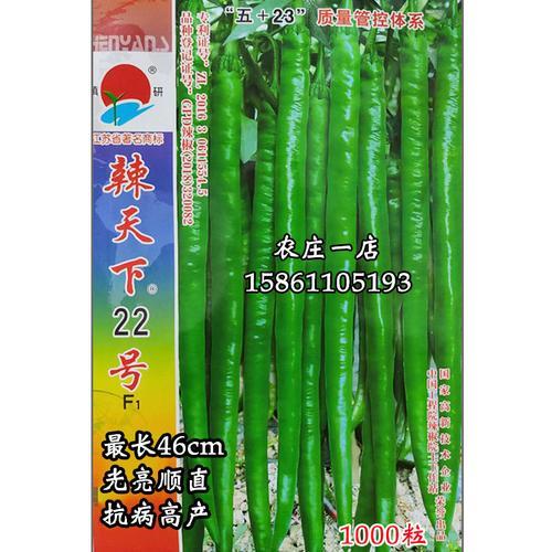 湘团籽辣椒亩产多少斤