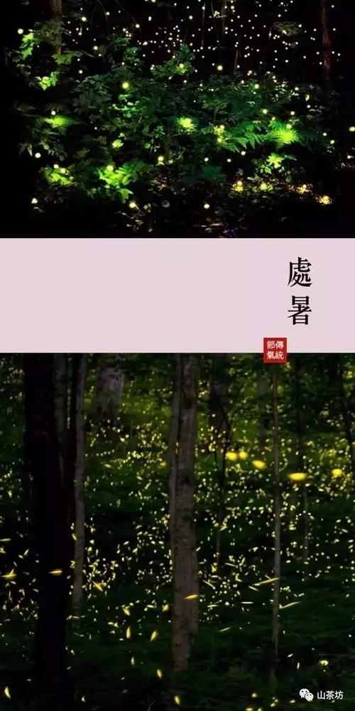 处暑的蝉怎样称呼