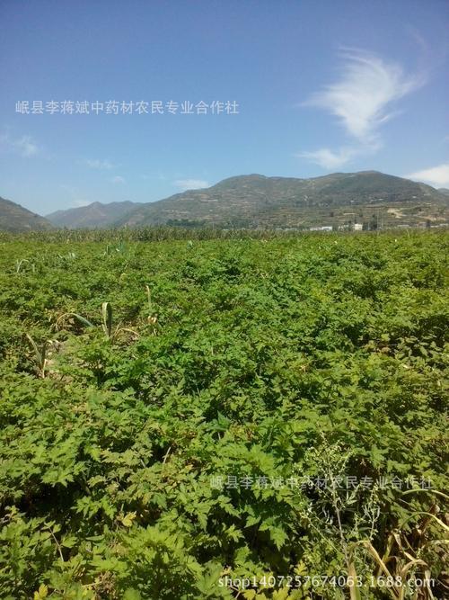 当归种植几年可以收