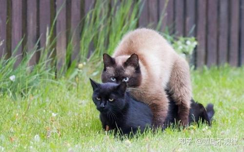 猫咪几岁可以配对