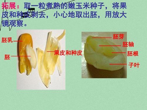 任何一粒种子都有胚和胚乳