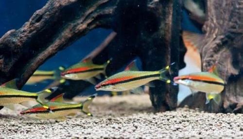 80缸养6条一眉道人鱼算多吗