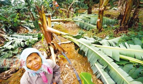 香蕉为什么一年砍一次