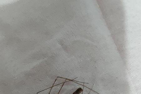 夏天常见长腿飞虫