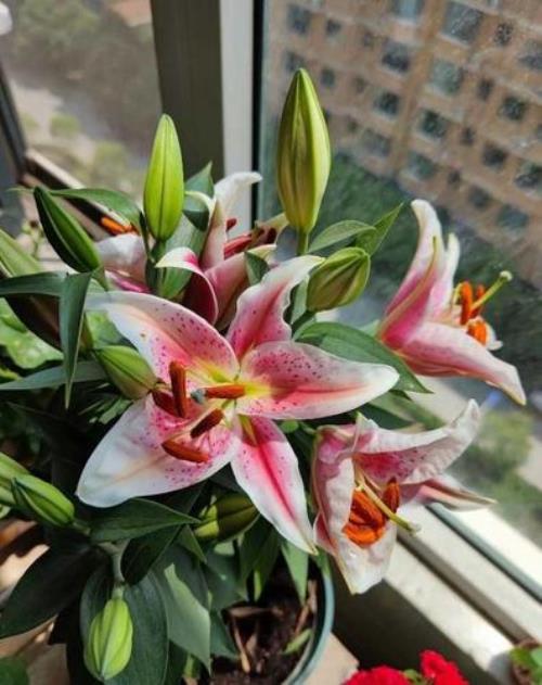 百合能养多长时间就死掉了