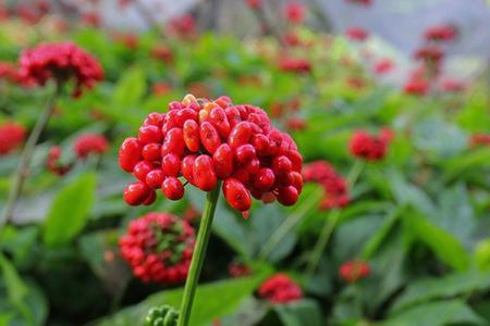 人参叶子可以做花肥吗