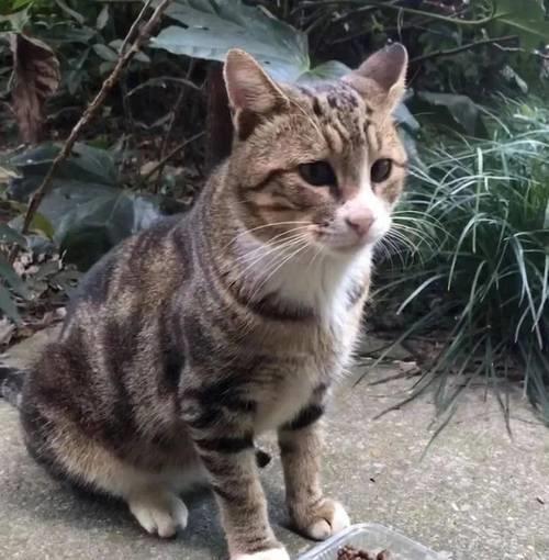 家里的猫咪被偷猫贼怎么办