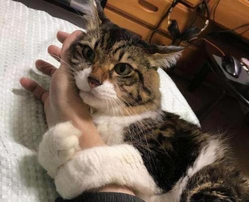一个多月的小猫会记仇吗