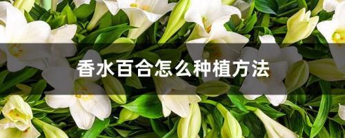 香水百合的扦插方法