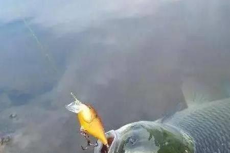 鱼嘴上有鱼钩还能咬钩吗