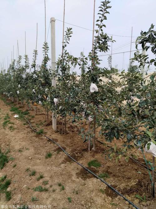 如何进行苹果育苗